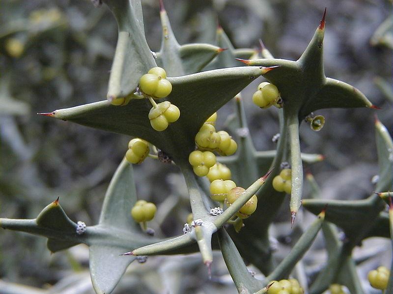 Photo of Crucifixion Thorn (Colletia paradoxa) uploaded by robertduval14