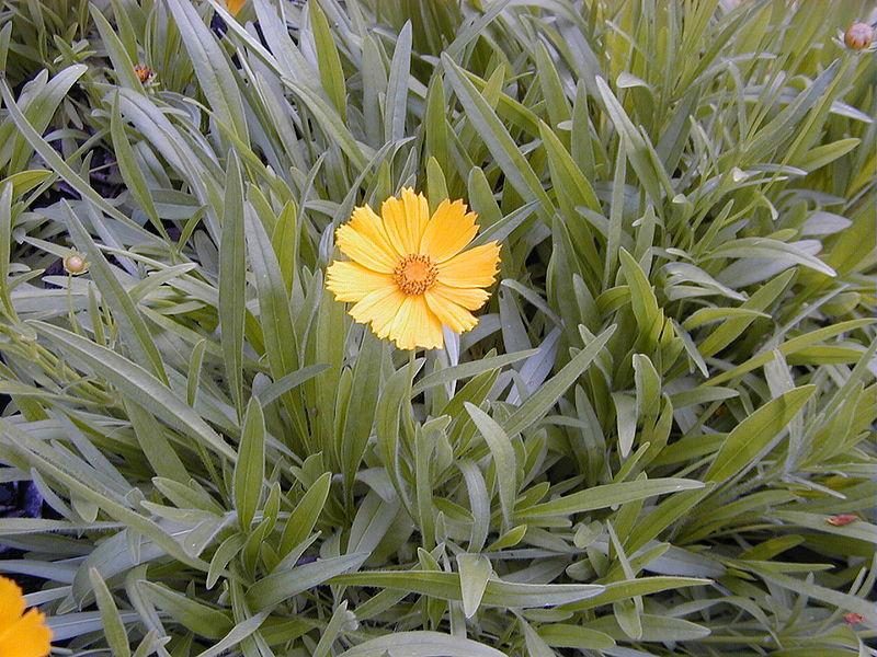 Photo of Largeflower Tickseed (Coreopsis grandiflora) uploaded by robertduval14