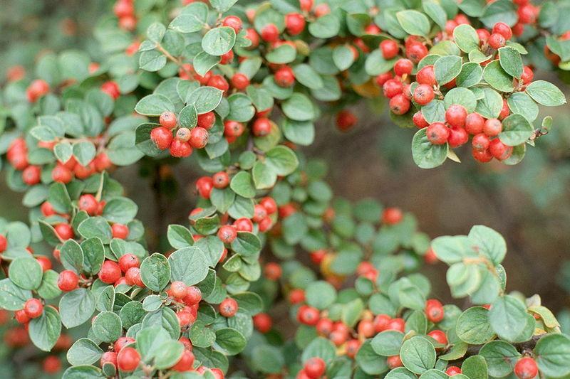 Photo of Rock Cotoneaster (Cotoneaster horizontalis) uploaded by robertduval14