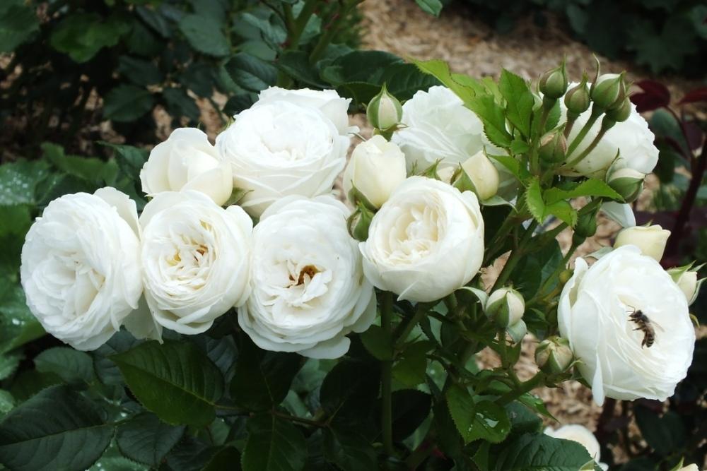 Photo of Rose (Rosa 'Artemis') uploaded by sunnyvalley