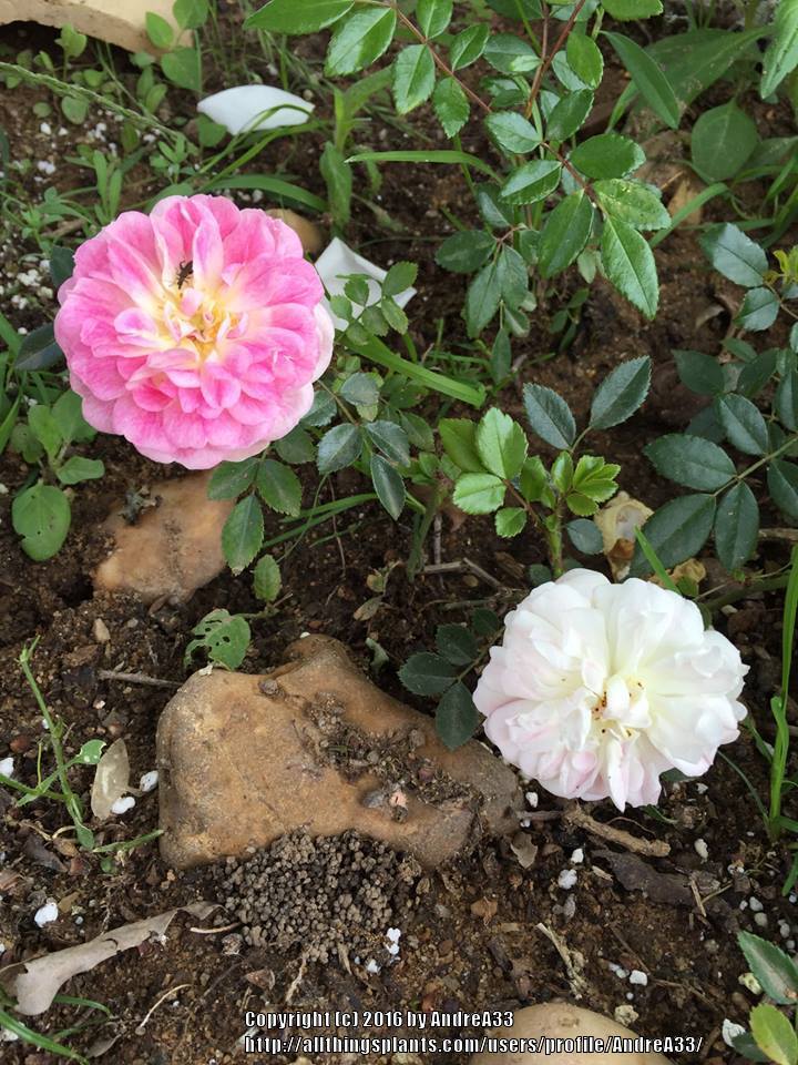 Photo of Rose (Rosa 'Henri Barruet') uploaded by AndreA33
