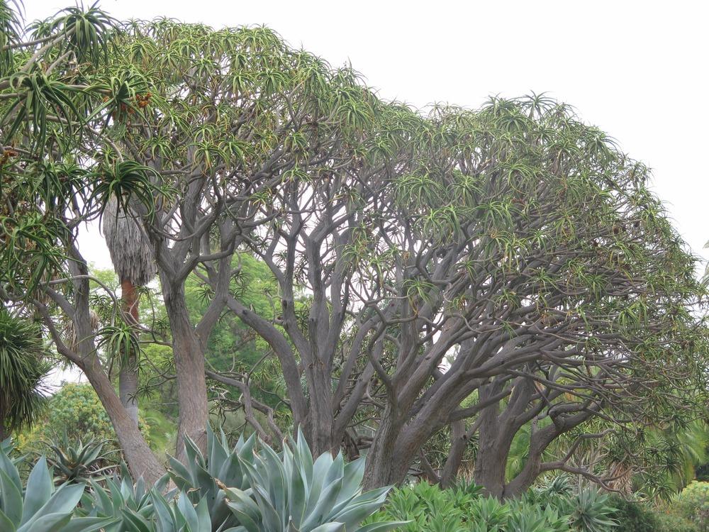 Photo of Giant Tree Aloe (Aloidendron barberae) uploaded by Baja_Costero