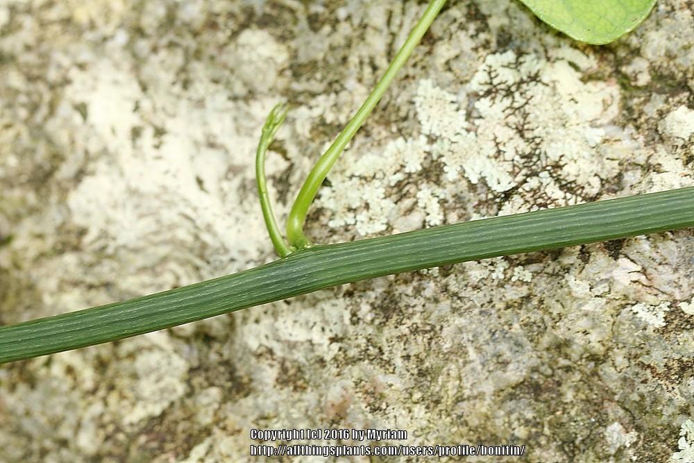 Photo of Cayaponia diversifolia uploaded by bonitin