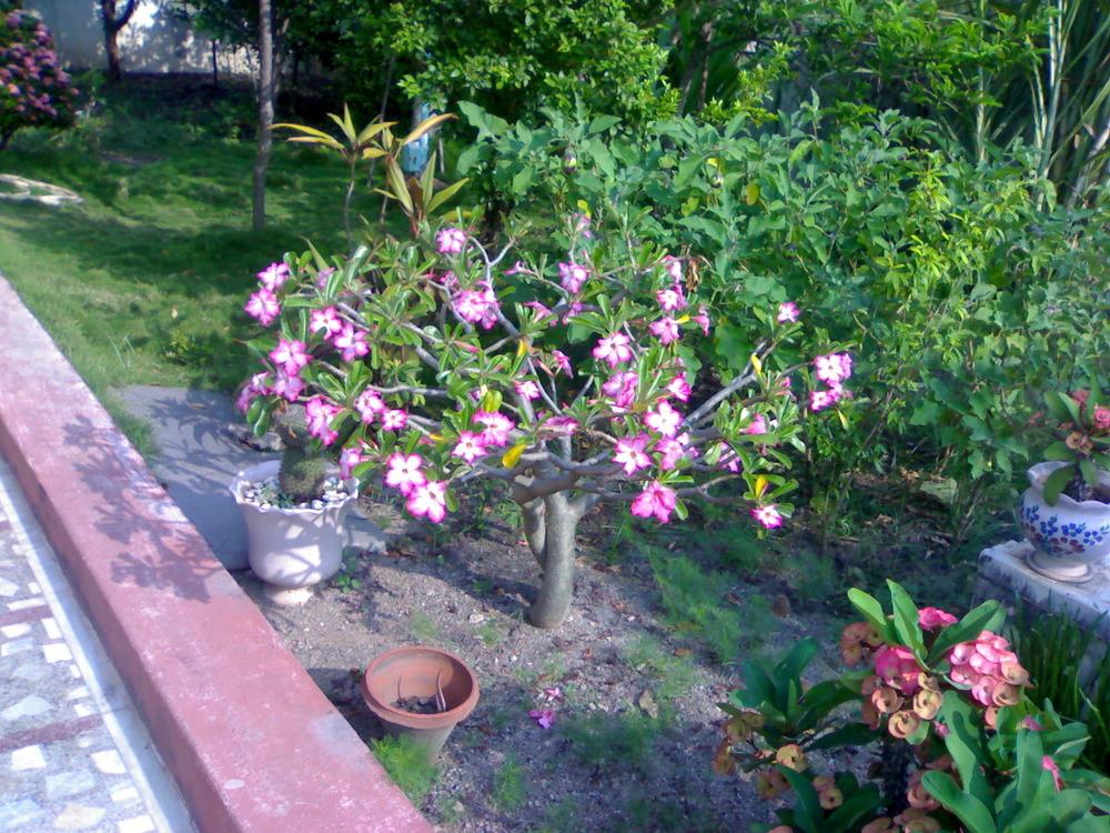 Photo of Desert Rose (Adenium obesum subsp. obesum) uploaded by chhari55