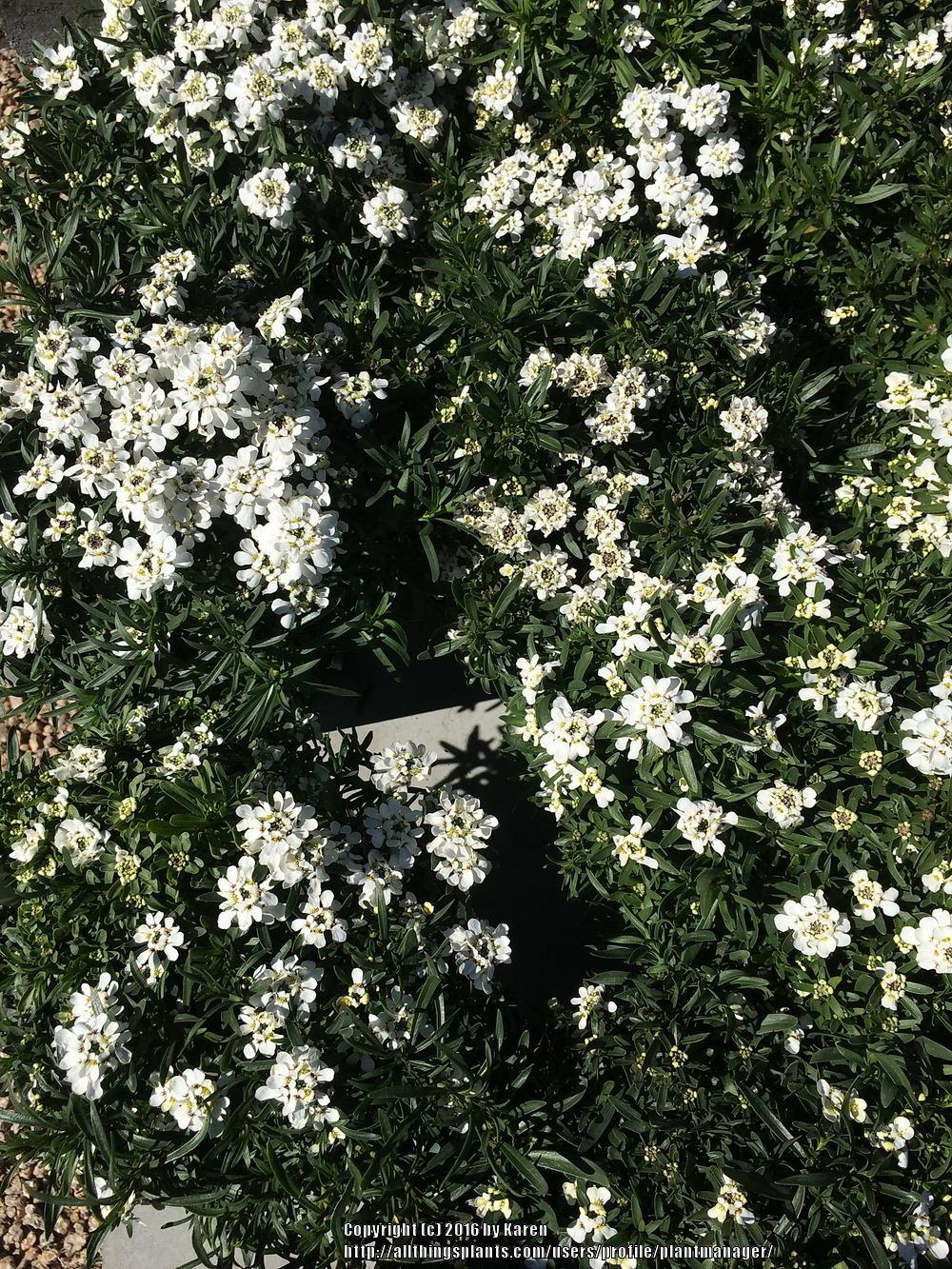 Photo of Evergreen Candytuft (Iberis sempervirens 'Whiteout') uploaded by plantmanager