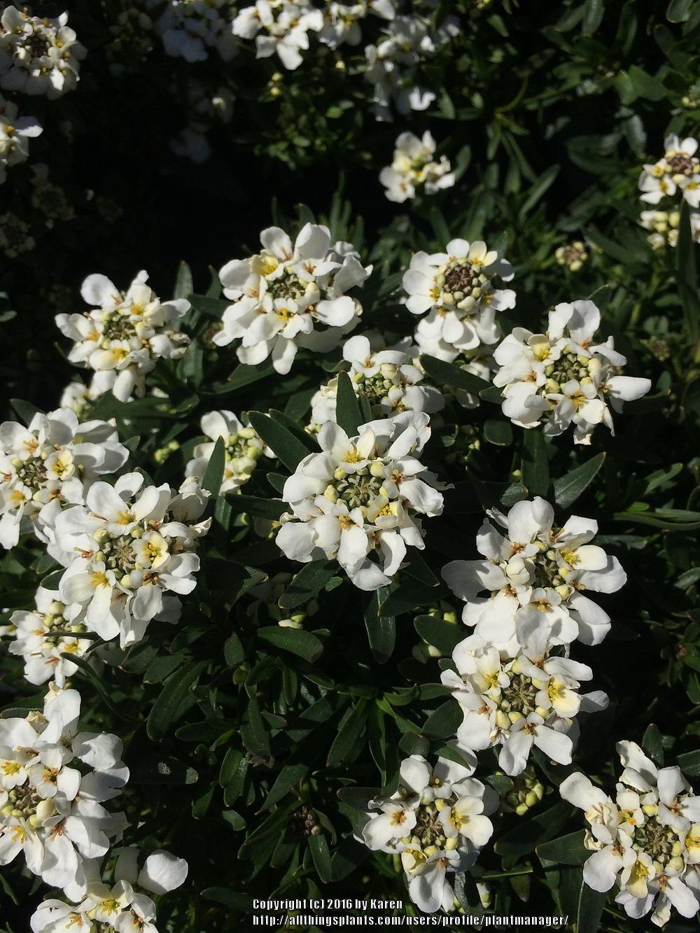 Photo of Evergreen Candytuft (Iberis sempervirens 'Whiteout') uploaded by plantmanager