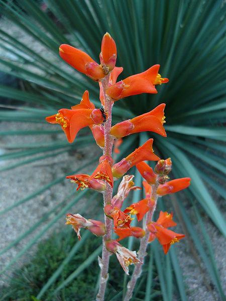 Photo of Bromeliad (Dyckia remotiflora) uploaded by robertduval14