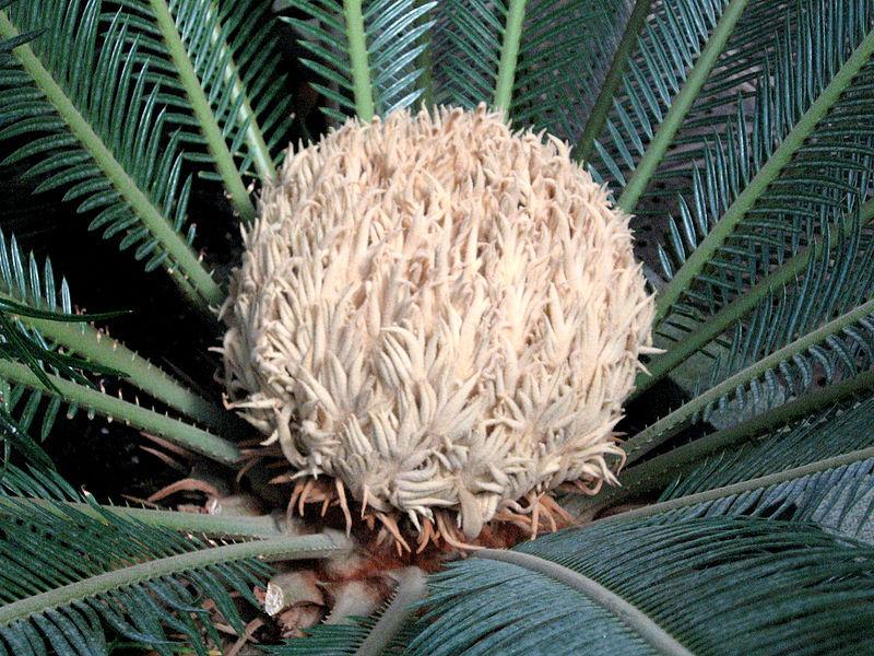 Photo of Sago Palm (Cycas revoluta) uploaded by robertduval14