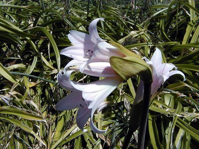 Photo of Natal Lily (Crinum moorei) uploaded by robertduval14