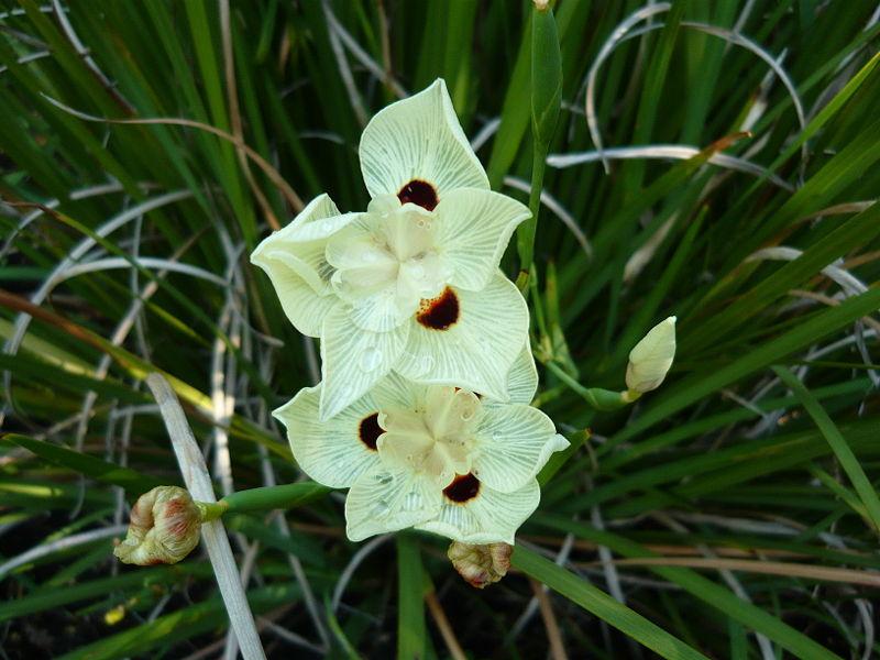 Photo of African Iris (Dietes bicolor) uploaded by robertduval14