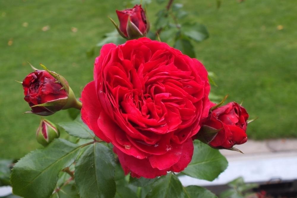 Photo of Rose (Rosa 'Red Leonardo da Vinci') uploaded by sunnyvalley