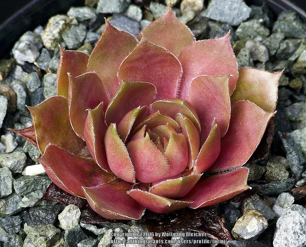 Photo of Hen and Chicks (Sempervivum 'Tickled Pink') uploaded by turini