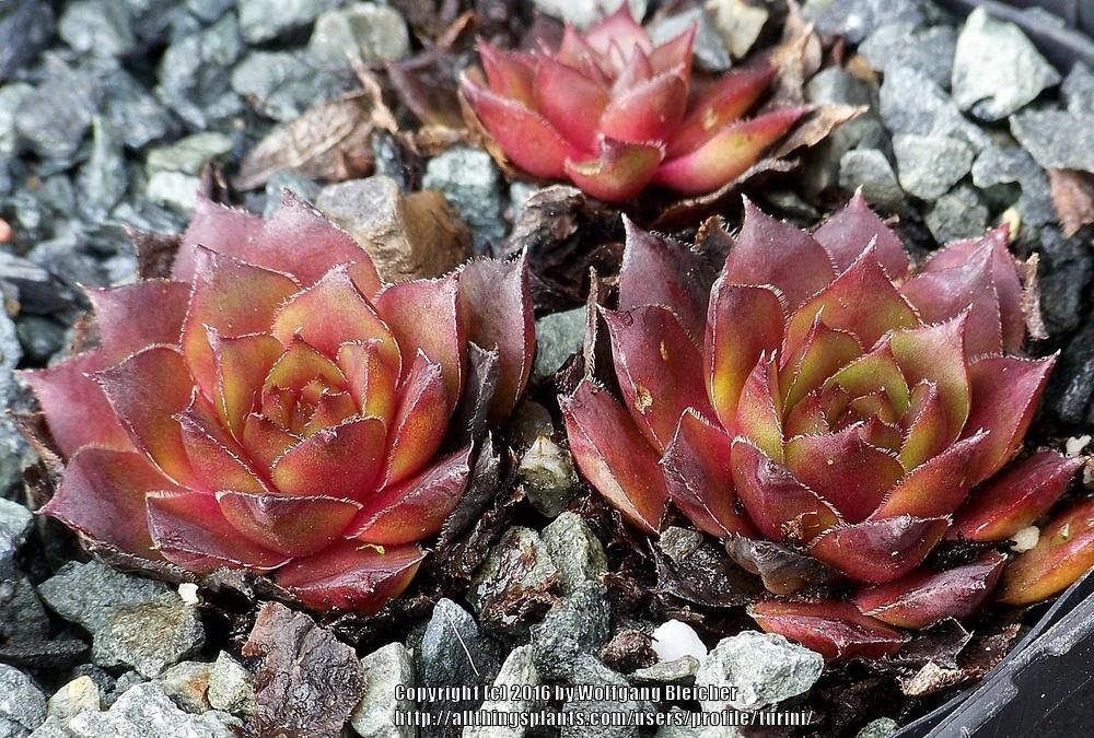 Photo of Hen and Chicks (Sempervivum 'Pocahontas') uploaded by turini