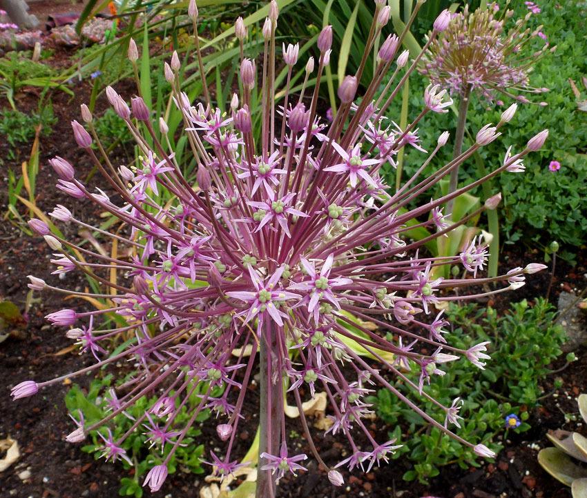 Photo of Ornamental Onion (Allium schubertii) uploaded by Calif_Sue