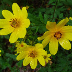 Location: Central Arkansas
Date: Fall
Bur Marigold (Bidens aristosa) Fall blooms