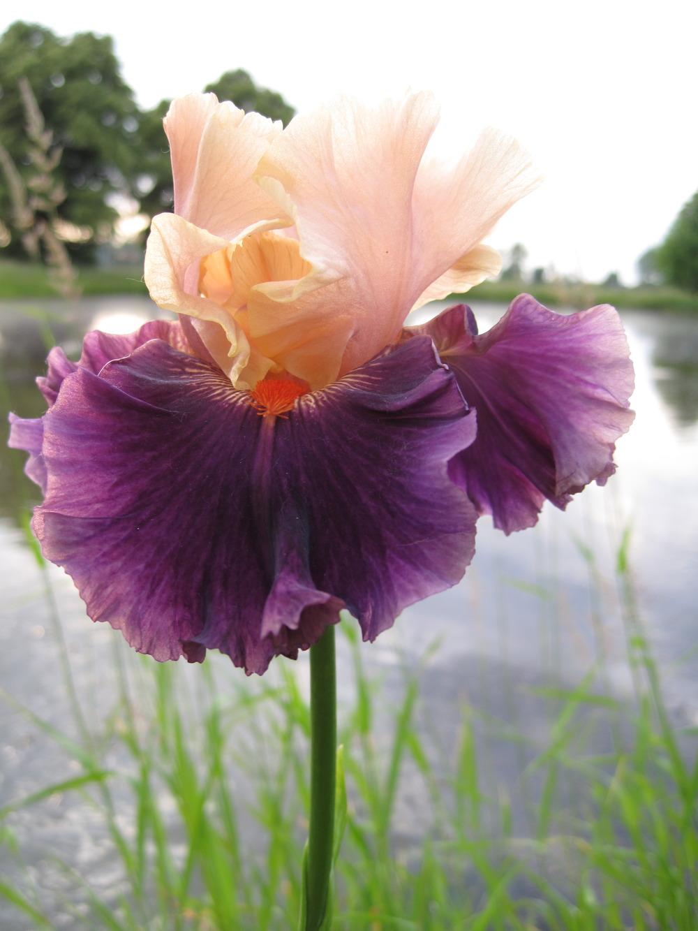 Photo of Tall Bearded Iris (Iris 'Secret Land') uploaded by barashka