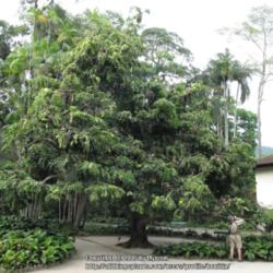 Location: Botanical Garden, Rio de Janeiro, Brazil
Date: 2014-12-11