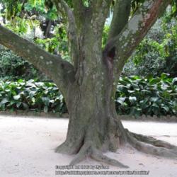 Location: Botanical Garden, Rio de Janeiro, Brazil
Date: 2014-12-11