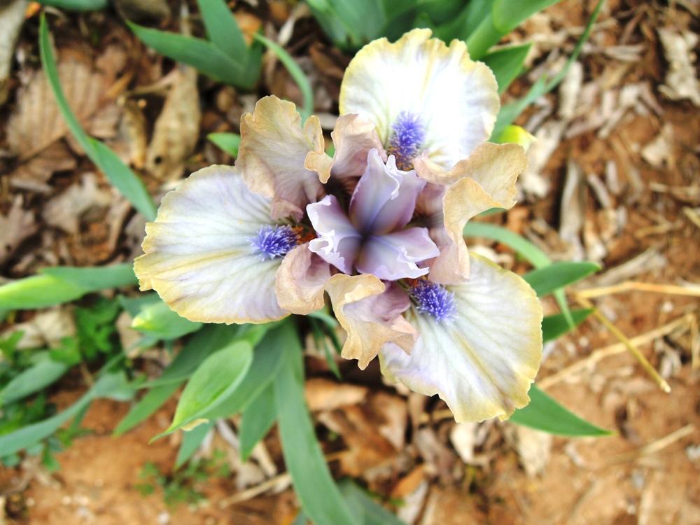 Photo of Miniature Dwarf Bearded Iris (Iris 'Aaah') uploaded by jandrews