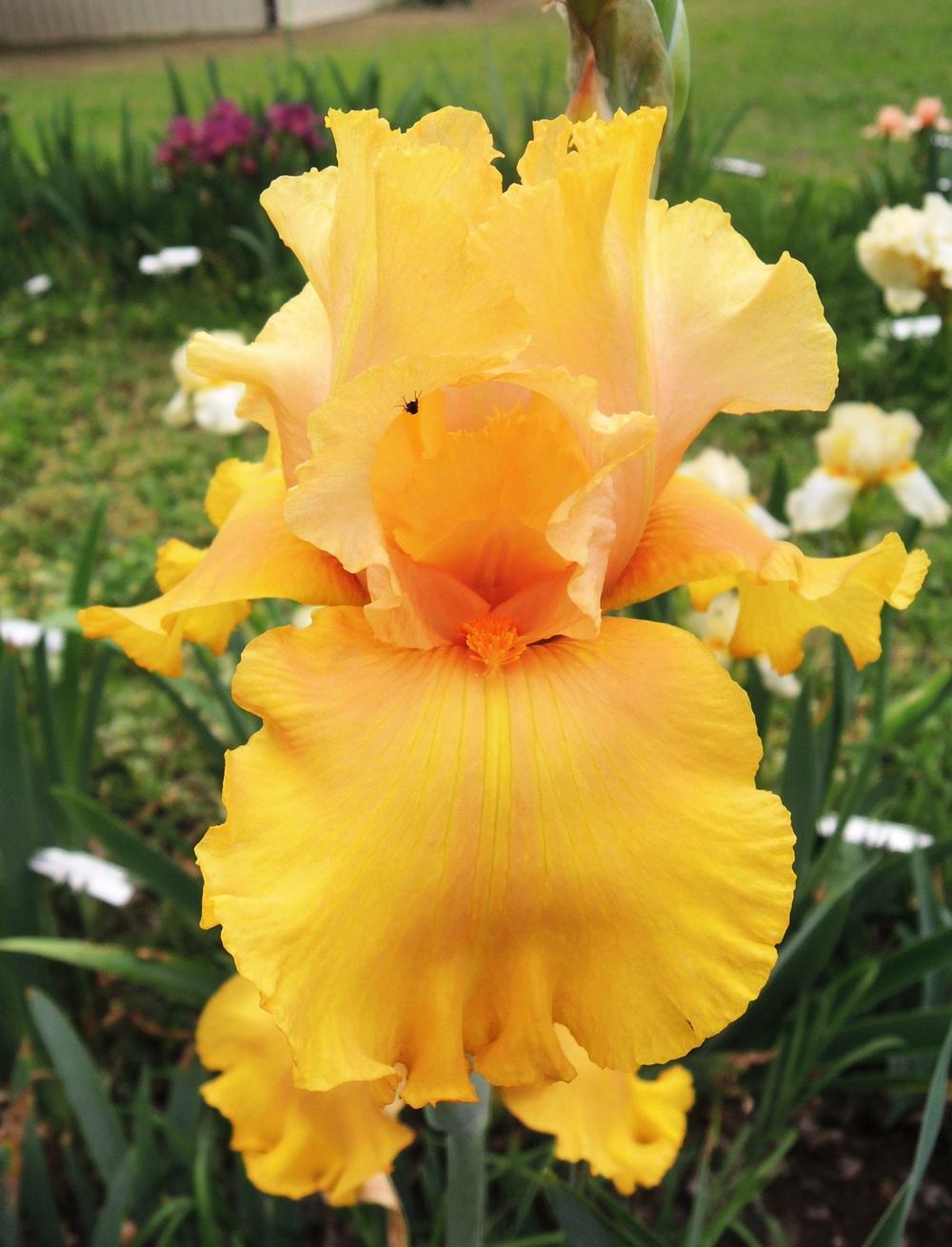 Photo of Tall Bearded Iris (Iris 'Abbondanza') uploaded by jandrews