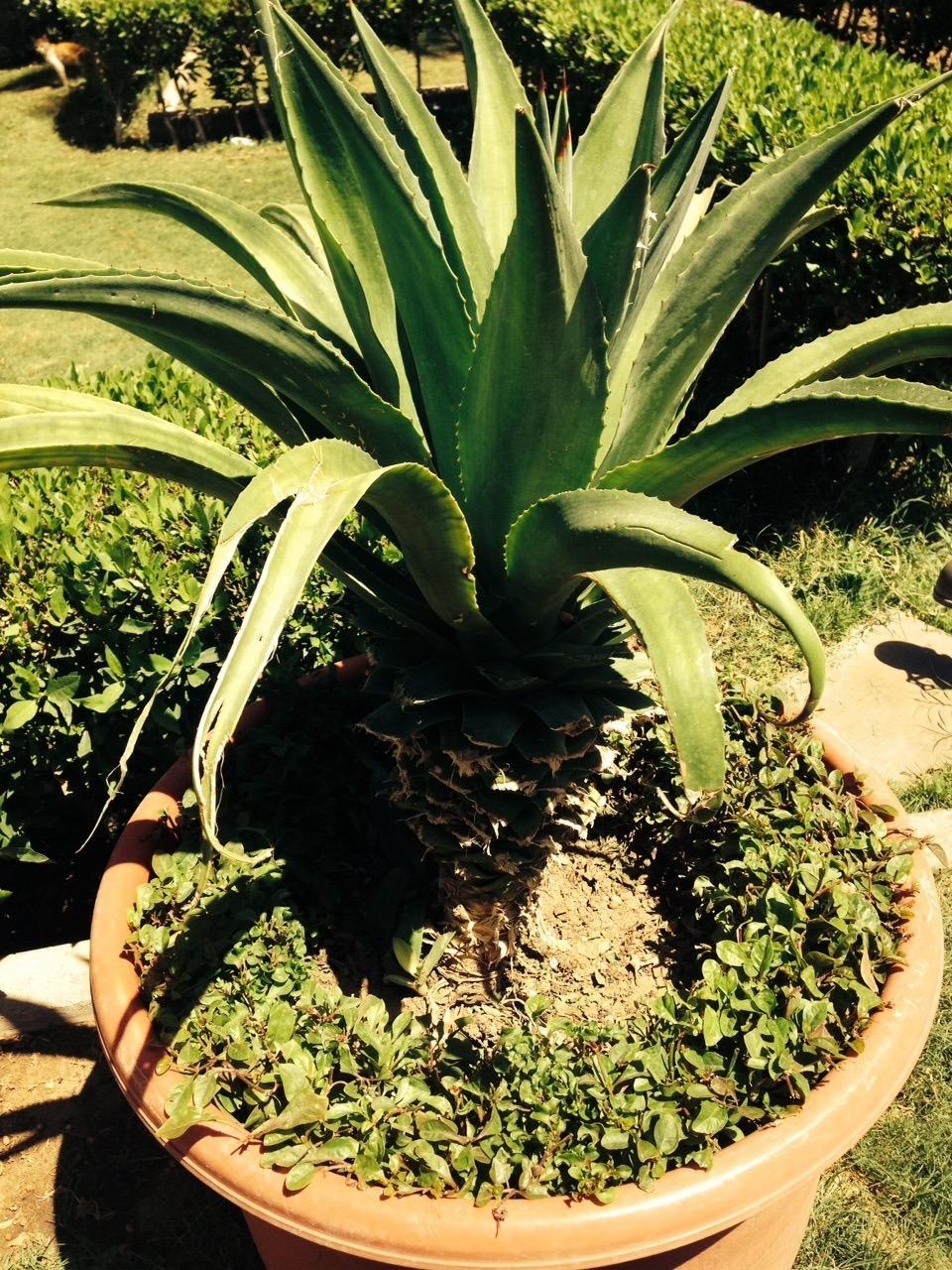 Photo of Agaves (Agave) uploaded by lovesblooms
