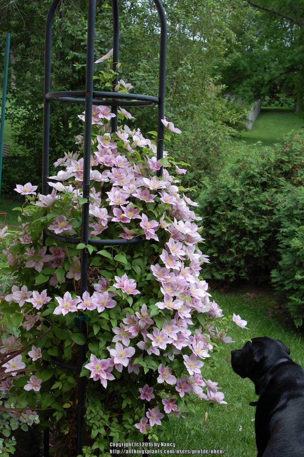 Photo of Clematis 'Piilu' uploaded by nben