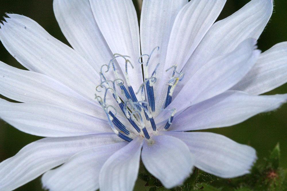 Photo of Chicory (Cichorium intybus) uploaded by robertduval14