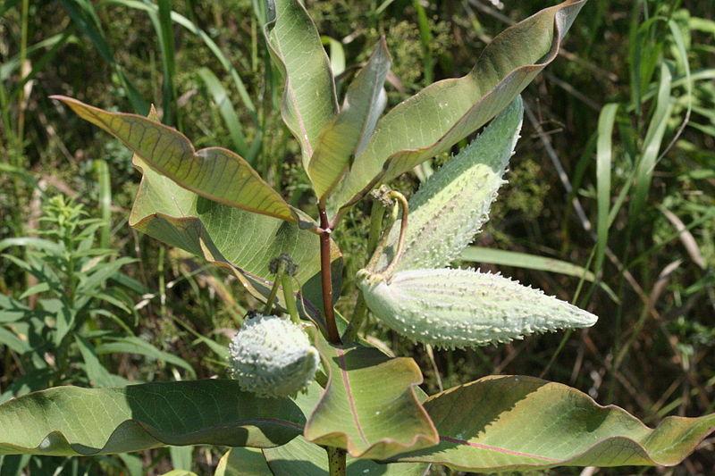 Photo of Common Milkweed (Asclepias syriaca) uploaded by robertduval14