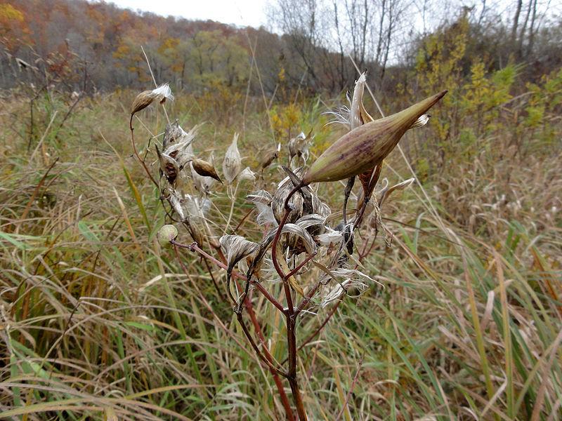 Photo of Swamp Milkweed (Asclepias incarnata) uploaded by robertduval14