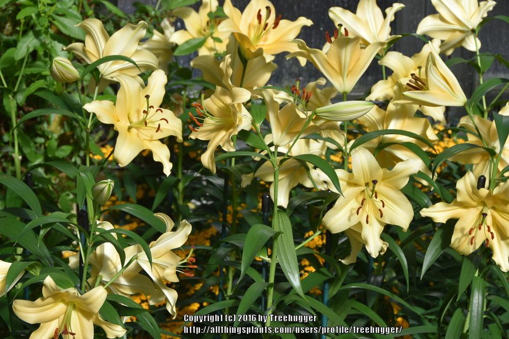 Photo of Lily (Lilium 'Corcovado') uploaded by treehugger