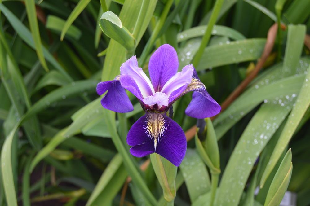 Photo of Species X Iris (Iris x robusta 'Do the Math') uploaded by KentPfeiffer