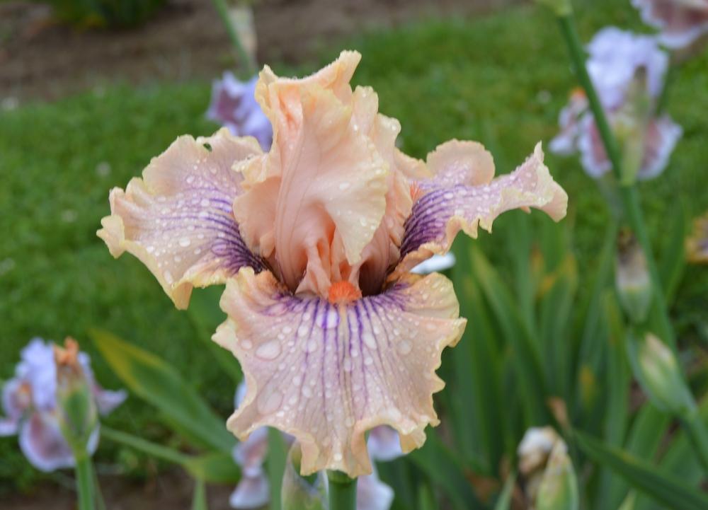 Photo of Tall Bearded Iris (Iris 'Center Line') uploaded by KentPfeiffer