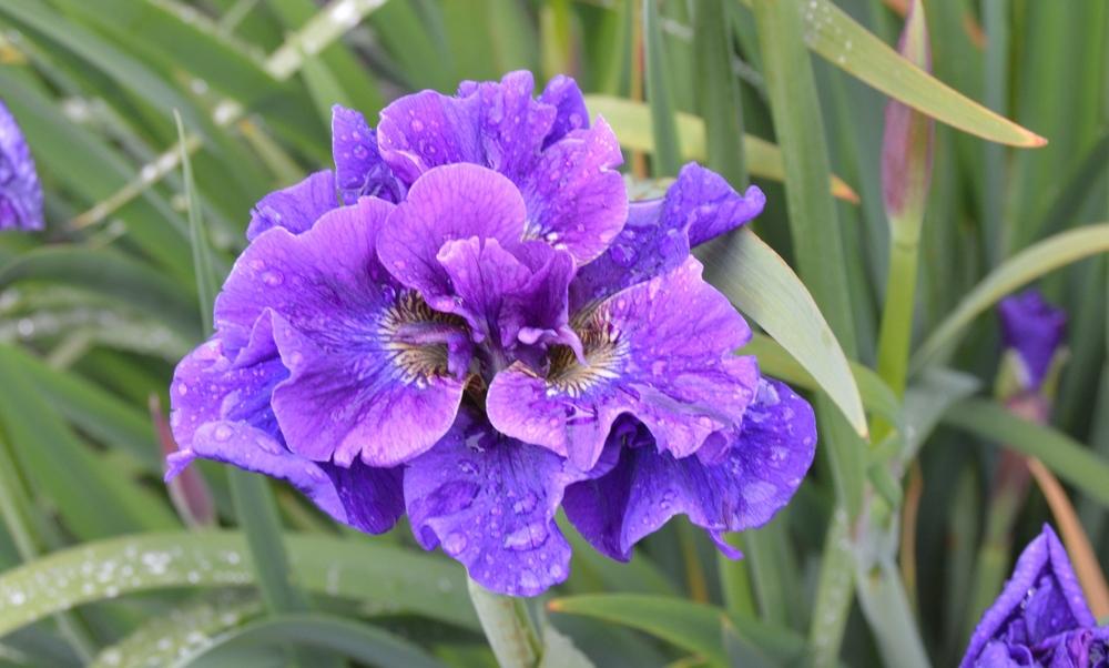 Photo of Siberian Iris (Iris 'Concord Crush') uploaded by KentPfeiffer