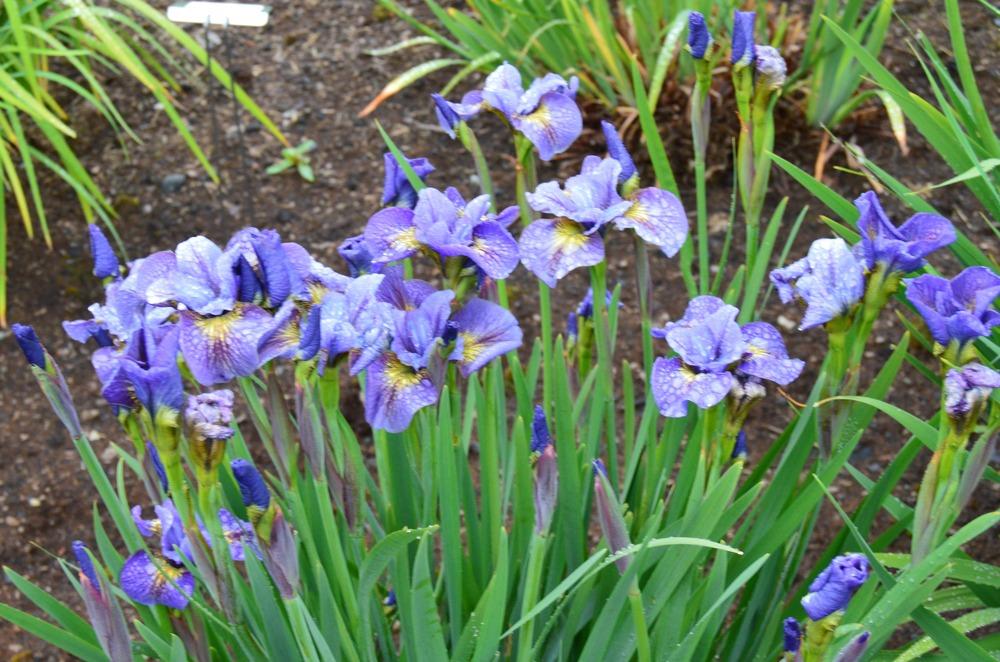 Photo of Siberian Iris (Iris 'Colorflash') uploaded by KentPfeiffer