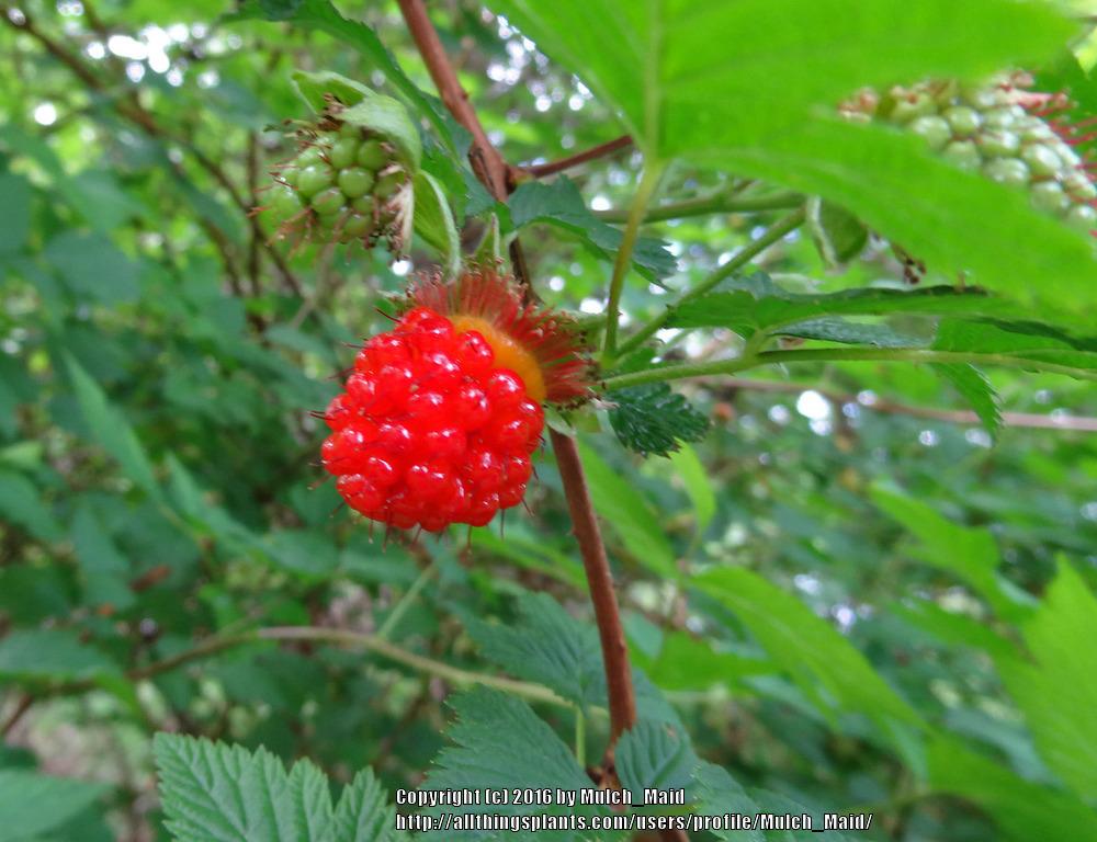 Photo of Salmonberry (Rubus spectabilis) uploaded by Mulch_Maid
