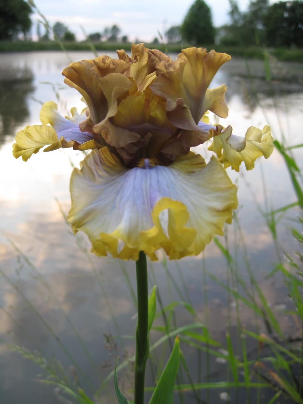 Photo of Tall Bearded Iris (Iris 'Zlatovláska') uploaded by barashka
