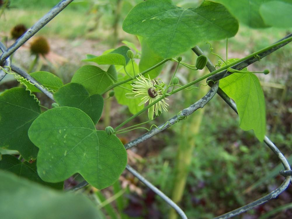 Photo of Wild Yellow Passion Flower (Passiflora lutea) uploaded by jmorth