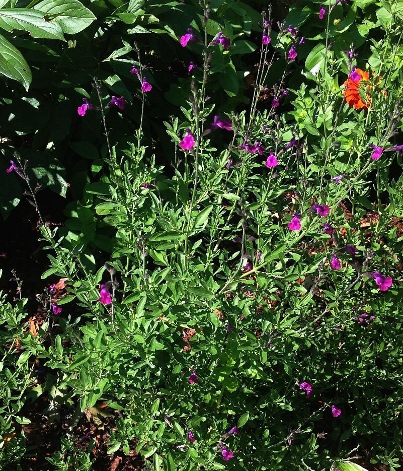 Photo of Sage (Salvia 'Ultra Violet') uploaded by lovesblooms