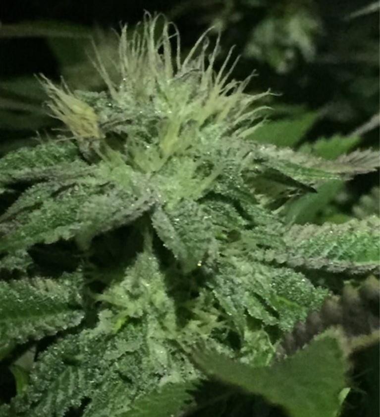 Photo of Marijuana (Cannabis 'Bubba Kush') uploaded by robertduval14