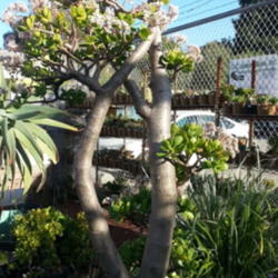 Location: Cactus Jungle Nursery - Berkeley, CA
Date: 2016-02-13  Winter
A very impressively blooming and tall Crassula ovata