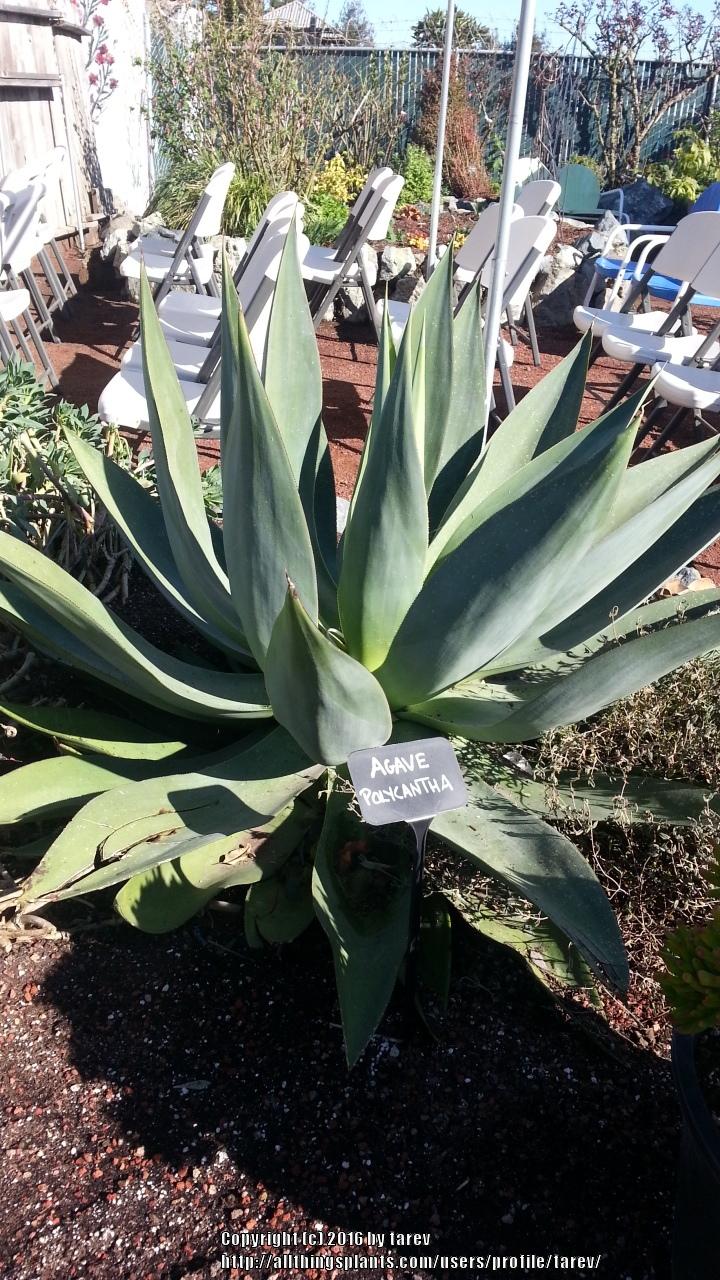 Photo of Agave (Agave polyacantha) uploaded by tarev