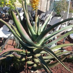 Location: Inside Annies Annuals Nursery - Richmond, CA
Date: 2016-02-13 - Winter
A huge specimen of Aloe africana in bloom