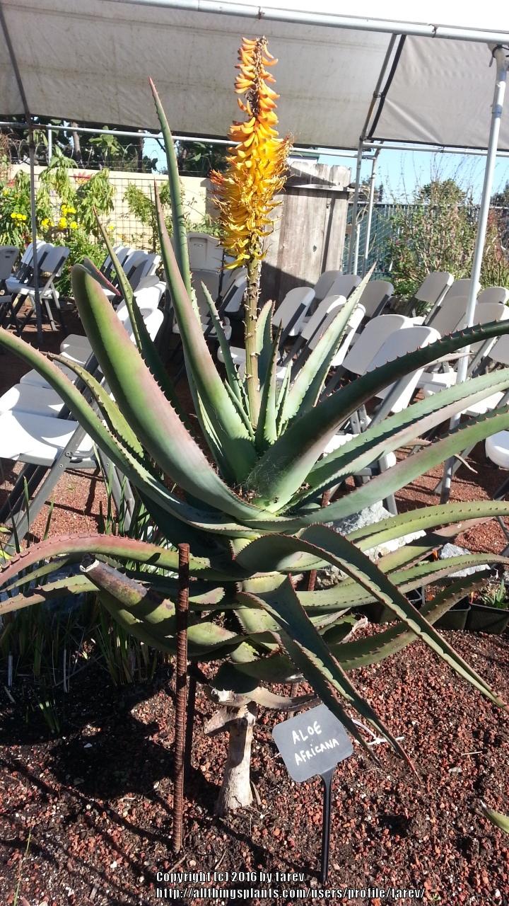 Photo of African Aloe (Aloe africana) uploaded by tarev