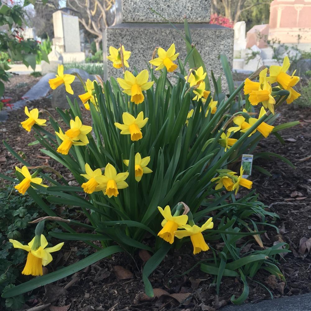 Photo of Daffodil (Narcissus 'Tete-a-Tete') uploaded by HamiltonSquare