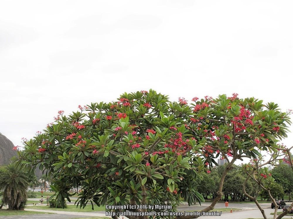 Photo of Frangipani (Plumeria rubra) uploaded by bonitin