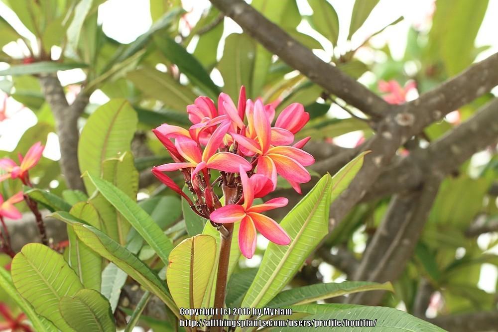 Photo of Frangipani (Plumeria rubra) uploaded by bonitin