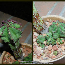 Location: In my garden - San Joaquin County, CA
Date: 13Feb2016 - Winter
Newly acquired Euphorbia anoplia