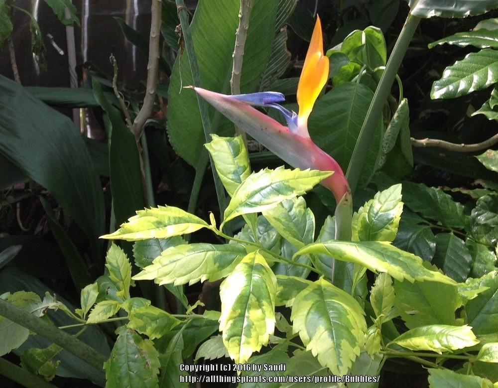 Photo of Bird of Paradise (Strelitzia reginae) uploaded by Bubbles