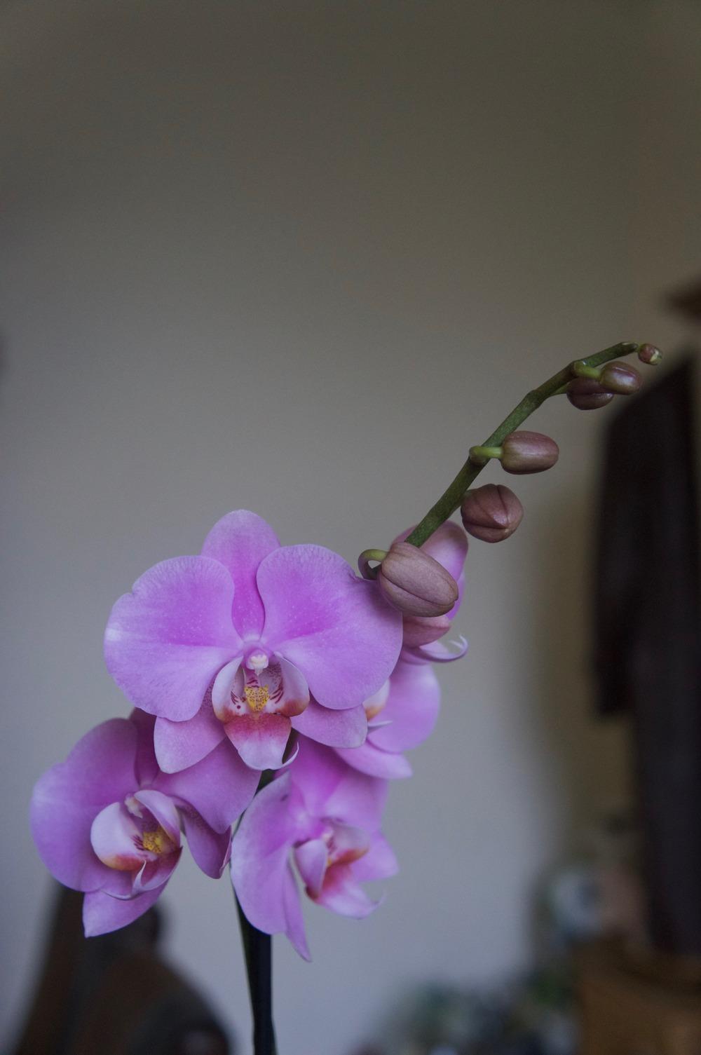Photo of Moth Orchid (Phalaenopsis) uploaded by Insagi