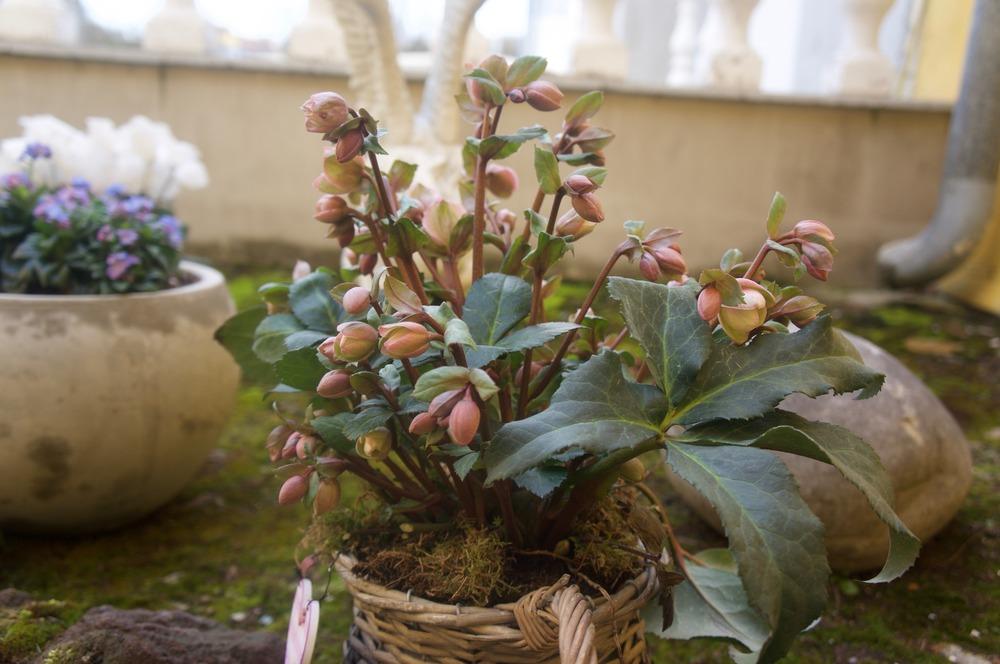 Photo of Hellebore (Helleborus Gold Collection® Pink Frost) uploaded by Insagi